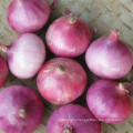 Fresh Red onion fresh in bulk with best price  China big onion